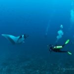 Best Costa Rica whale scuba diving travel offers 2022