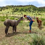 Essential alpaca adventure tours and vacation guides in Colorado