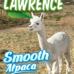 High quality alpaca experiences and holiday advices in Denver, Colorado